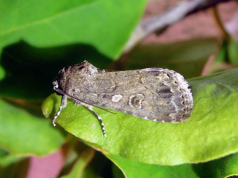 Spodoptera cilium, Noctuidae